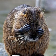 Profile image of le_castor