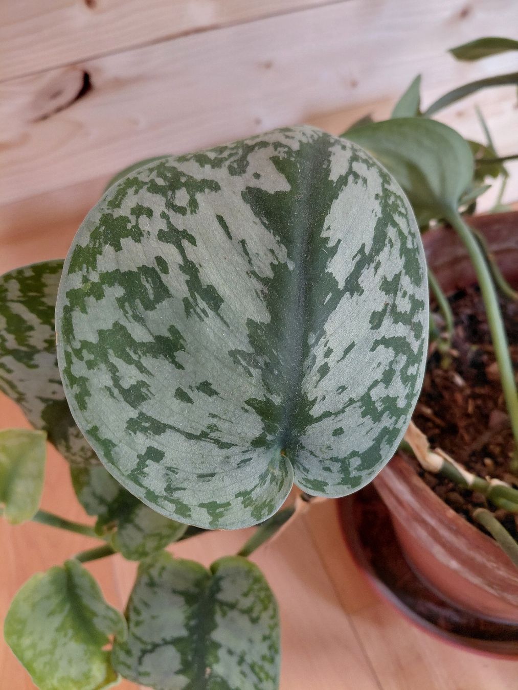 Pflanzen & Samen: satin photos plante intérieur – Neu (gemäss Beschreibung) aus Biel/Bienne von myl_r8fx 2