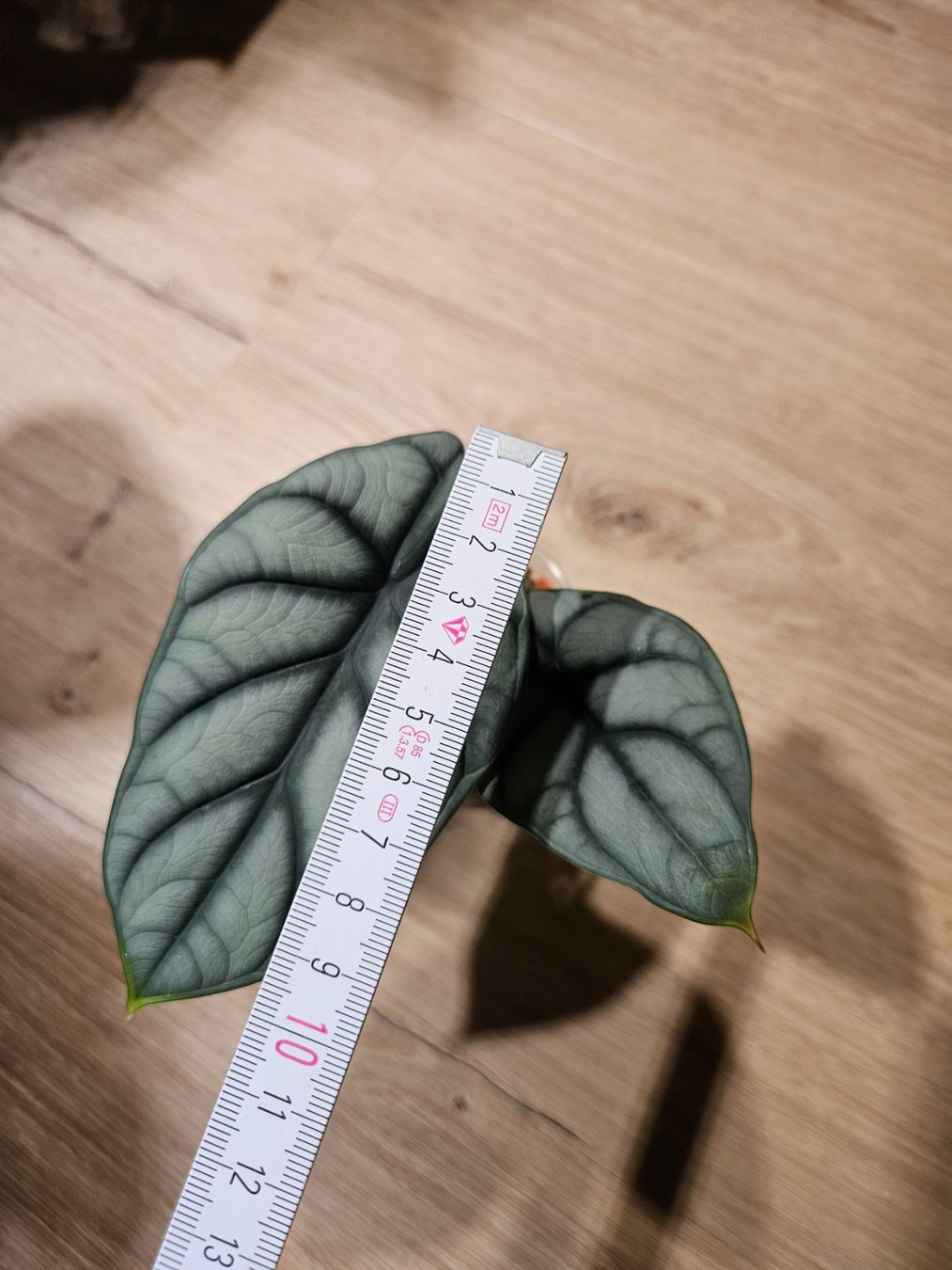 Piante & sementi: Alocasia Silver Dragon (small) – Usato da Buttikon SZ venduto da Jagoda87 1