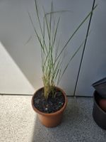  Reitgras Karl Foerster - Calamagrostis acutiflora