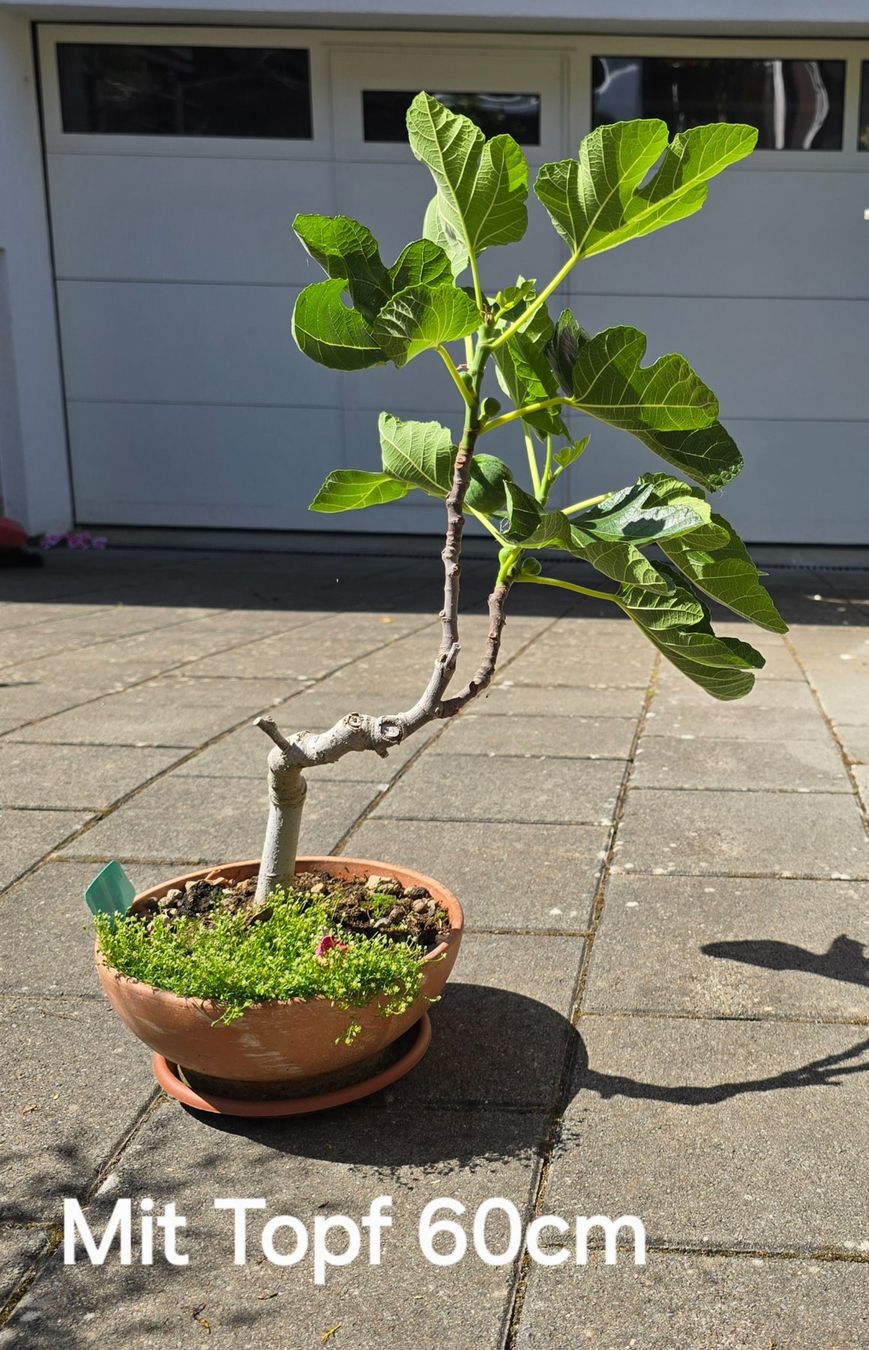 Piante & sementi: Feigenbaum Bonsai Art mit Früchten – Usato da Aarburg venduto da popkorn65