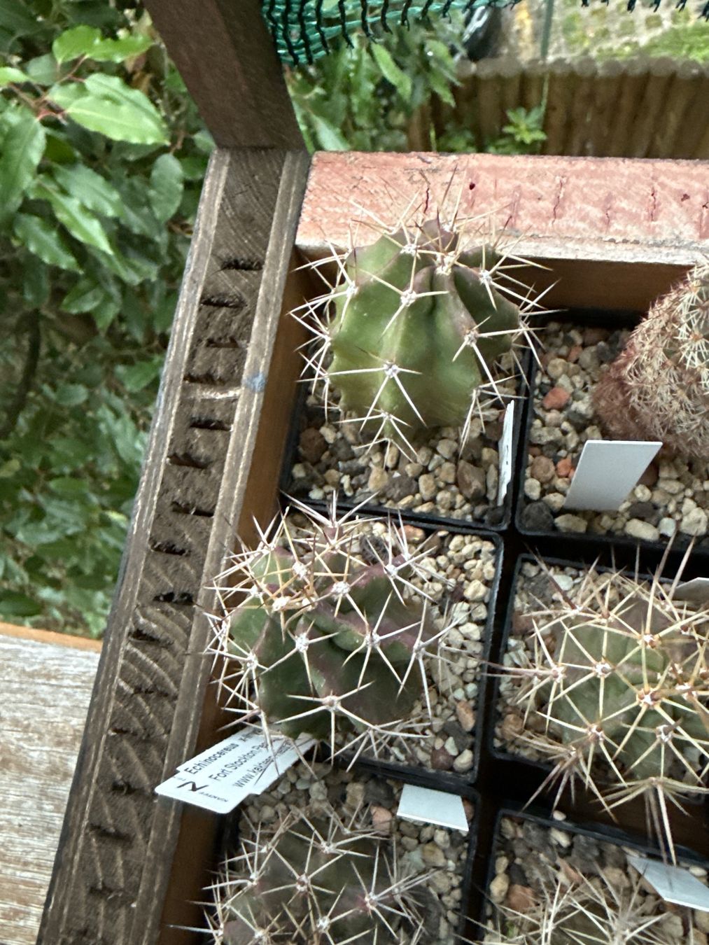 Piante & sementi: Echinocereus x lloydii (frosthart) – Usato da Rorbas venduto da SimS0n 1