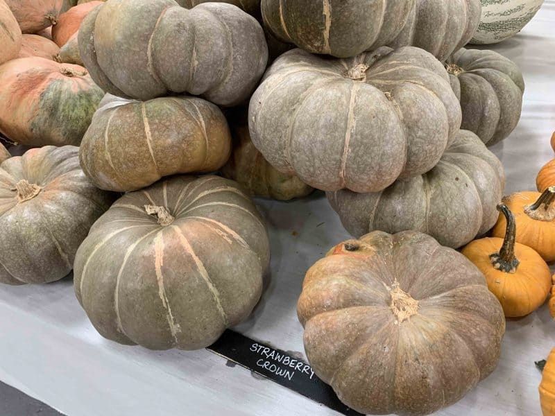 Piante & sementi: 12 Samen STRAWBERRY CROWN Kürbis – Usato da Ehrendingen venduto da VerveinaSamen 5