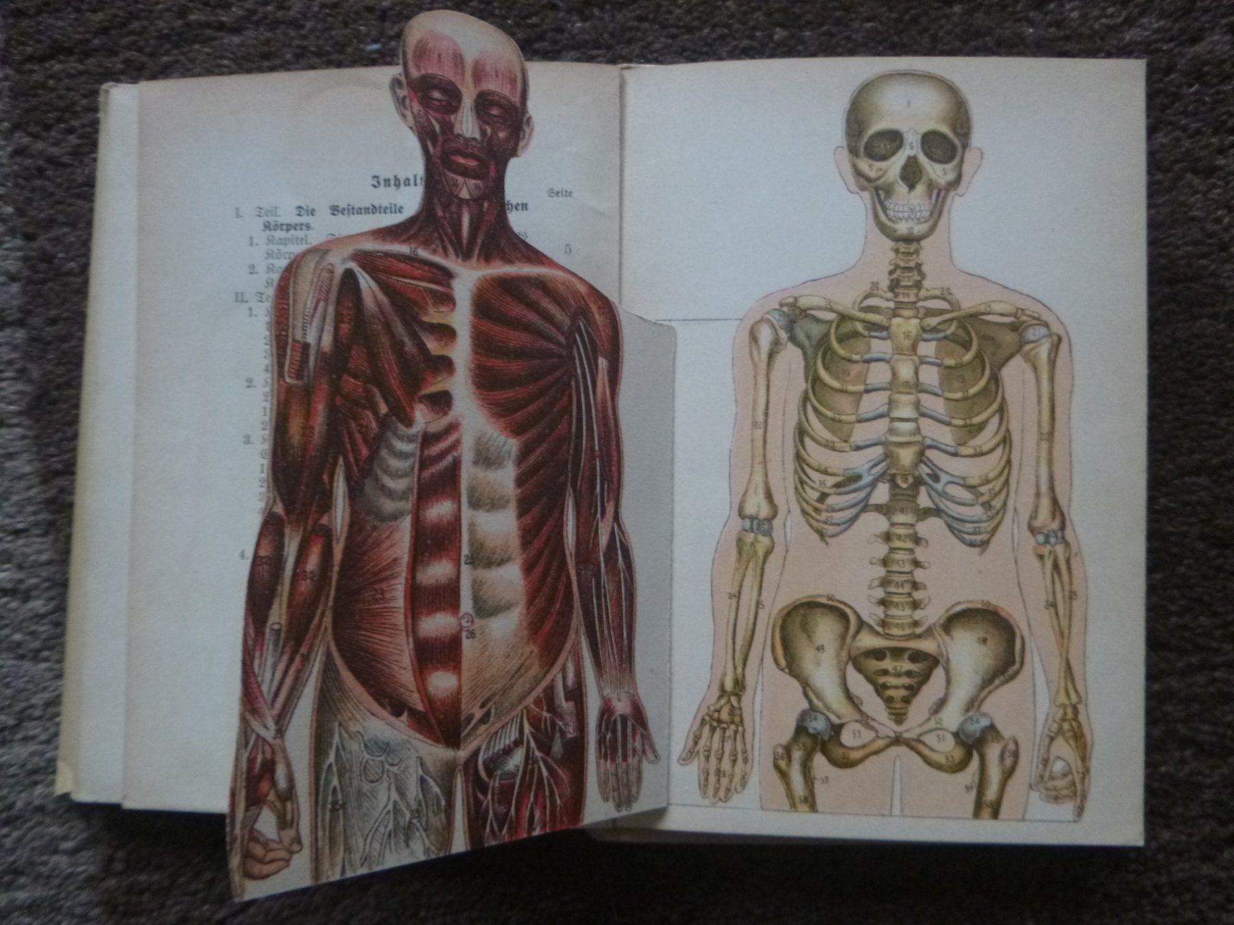 Libri: Der menschliche Körper - Prof. Dr. Horn – Usato da Diessenhofen venduto da farbschatten 2