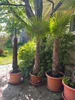 Grosse Palmen  im Topf