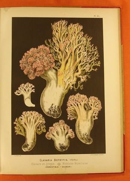 Libri: LES CHAMPIGNONS COMESTIBLES 1890 – Usato da Grüningen venduto da Kartensammler 8