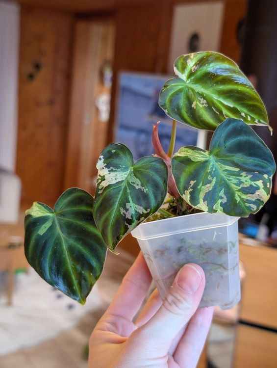 Philodendron Verrucosum Albo / Pink Variegata (Neu (gemss Beschreibung))  in Faulensee fr CHF 300  mit Lieferung auf Ricardo kaufen
