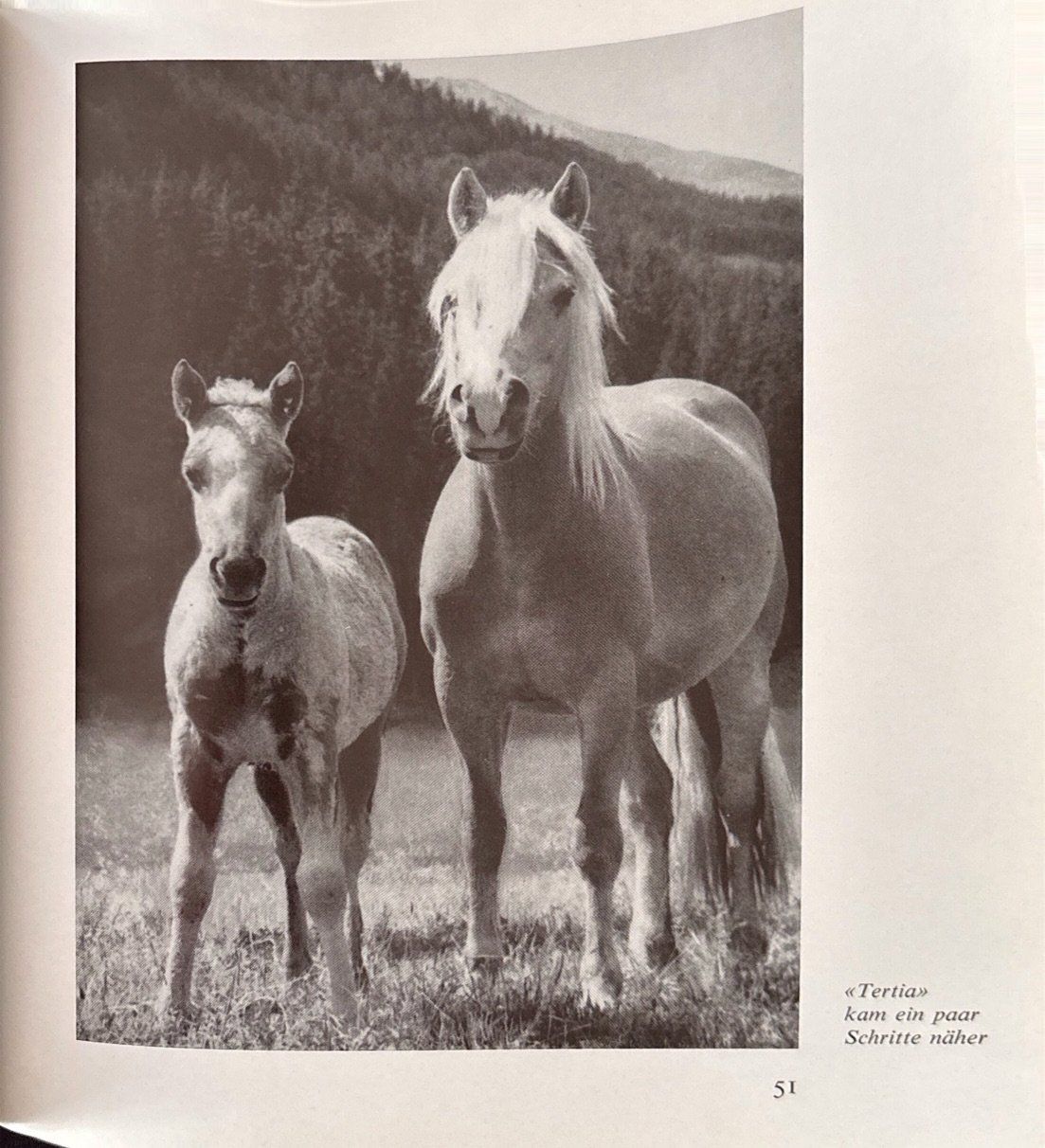 Bücher: Haflinger – Gebraucht aus Sarnen von Livres 9