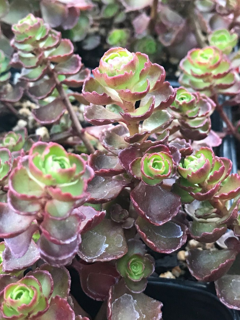 Piante & sementi: Sedum fuldaglut Mauerpfeffer Bodendecker – Nuovo (secondo la descrizione) da Ibach venduto da chaemilochhobbygarte 4