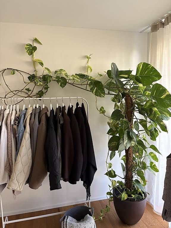 Pflanzen & Samen: Efeutute (Epipremnum aureum) – Neu und originalverpackt aus Lauerz von AnjaCarina01 1