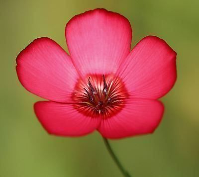 Piante & sementi: Linum grandiflorum LIN ROUGE  20x – Nuovo (secondo la descrizione) da Bremblens venduto da FIBONACCI369