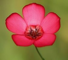 Linum grandiflorum LIN ROUGE  20x