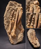 Psittacosaurus sp. - Fuss- und Beinknochen