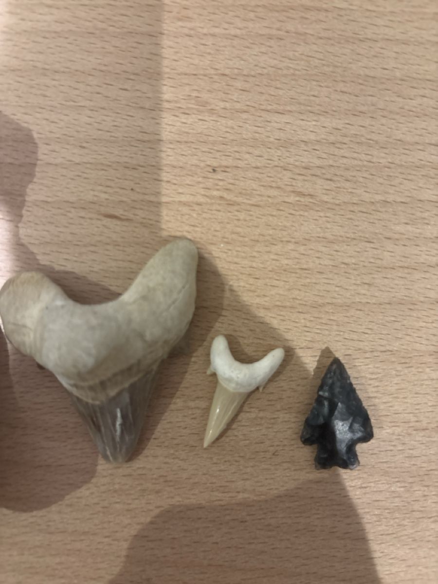 Fossili: Haaifischzahn Fossilien Set – Nuovo (secondo la descrizione) da Anglikon venduto da raf_7sml 2