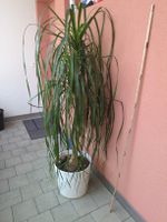 Zimmerpflanze Beaucarnea (Elefantenfuss) Grösse ca 170 cm 