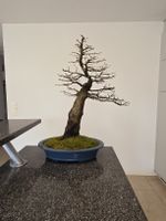 Bonsai Hainbuche