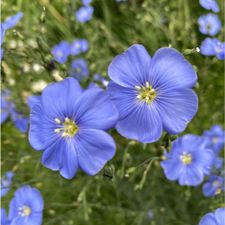 Profile image of Meadow68