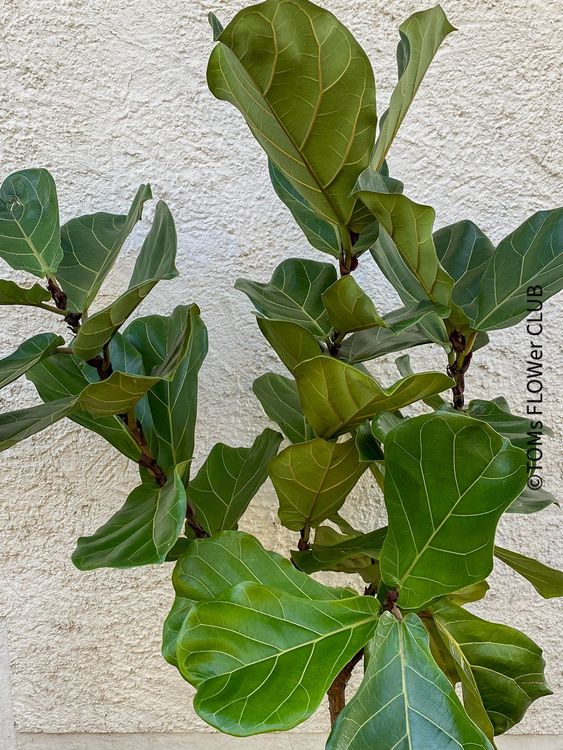 Exotenherz Ficus Lyrata - Geigenfeige Im 12cm Topf, Ca. 30-40cm Hoch