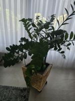 Zamioculcas Zimmerpflanze in Rattantopf mit Rollen