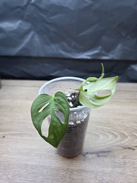 Piante & sementi: Monstera monkey leaf  – Nuovo e nell'imballaggio originale da Roggwil BE venduto da pau_wyh8 2