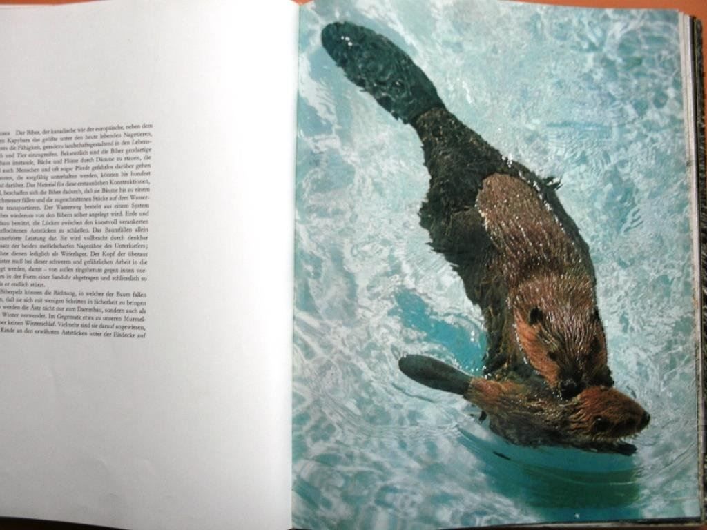 Libri: Im Zoo geboren - Bildband – Usato da Grenchen venduto da Kogi7 3