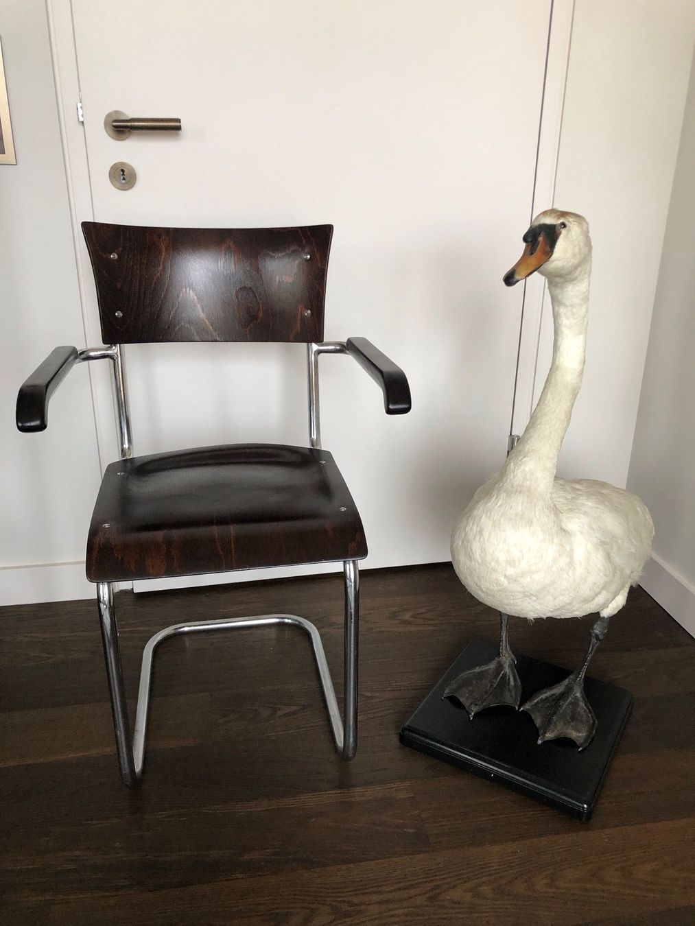 Welt der Tiere: Schwanpräparat - Taxidermie – Gebraucht aus Zürich von inga65 3