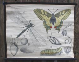 Antike Schulwandtafel, Schulwandbild "Ameisenlöwe"