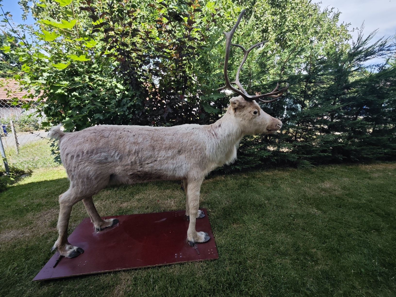 Monde des animaux: Lebensgroßes Rentier – D'occasion à Mühledorf SO par Antthony 2