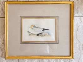 Antike Vogeldruck Grafik, Goldrahmen