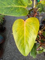 Philodendron Painted Lady, mehrtriebig