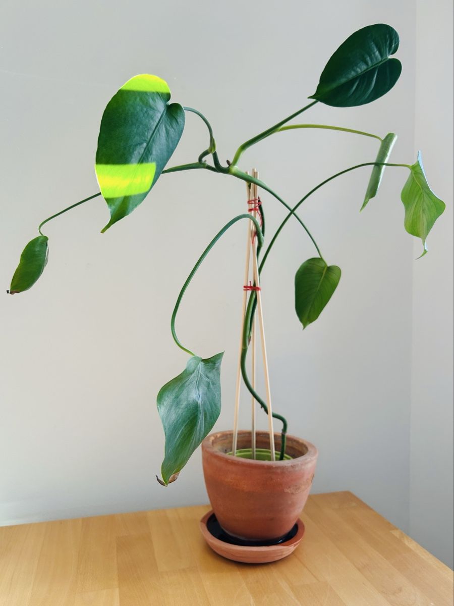 Pflanzen & Samen: Monstera Fensterblatt, Zimmerpflanze – Gebraucht aus Rapperswil SG von so__lga