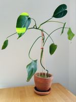 Monstera Fensterblatt, Zimmerpflanze