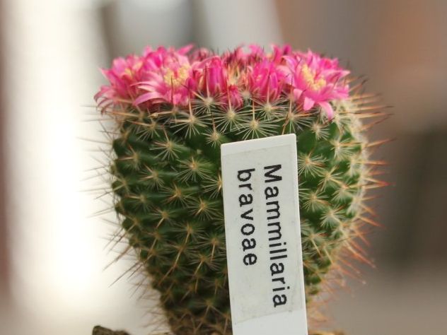 Piante & sementi: Kaktus Mammillaria bravoae – Usato da Steg im Tösstal venduto da Stacheli24
