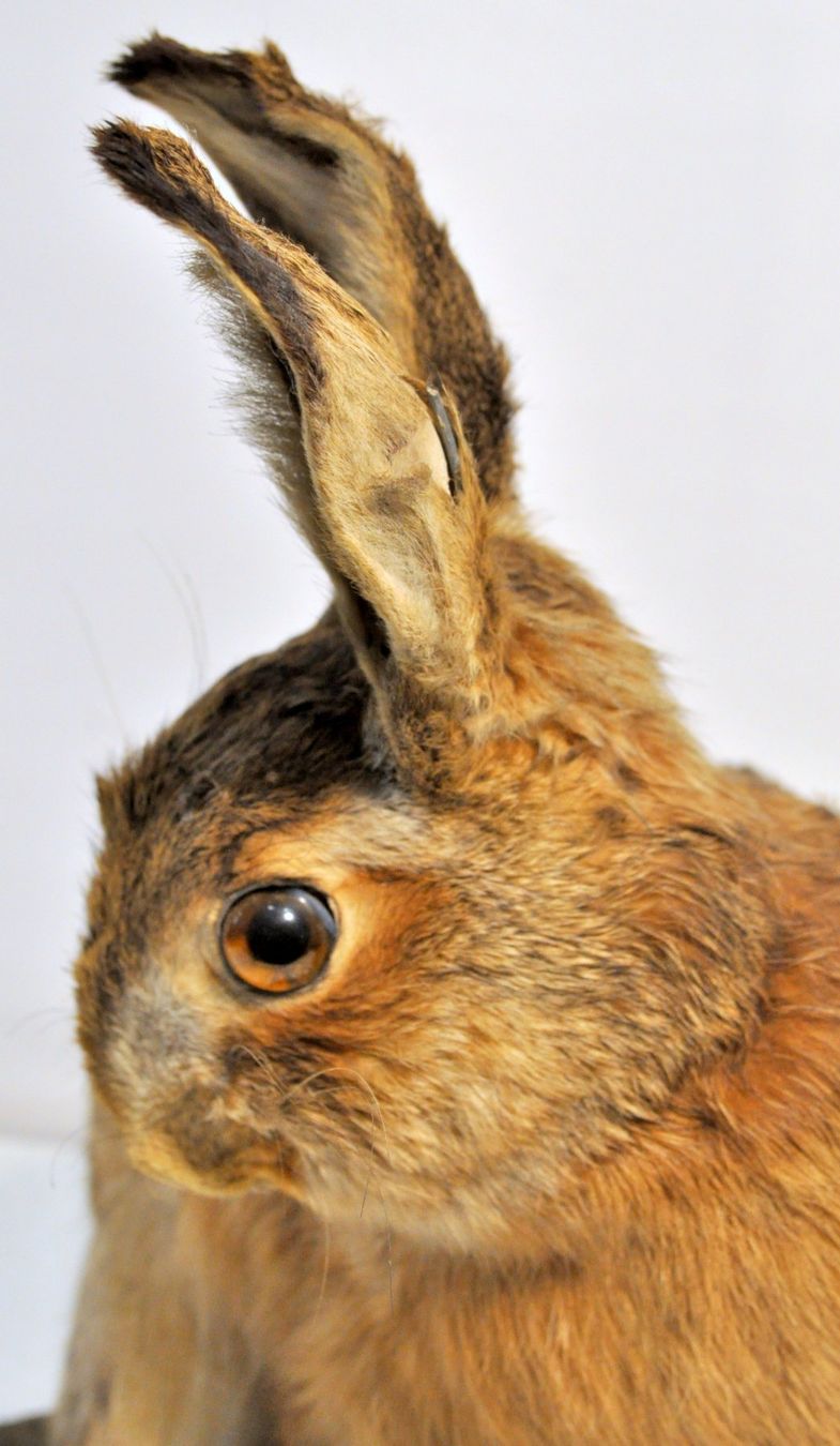 Welt der Tiere: Lièvre naturalisé – Gebraucht aus Neuchâtel von Neuchatel 8
