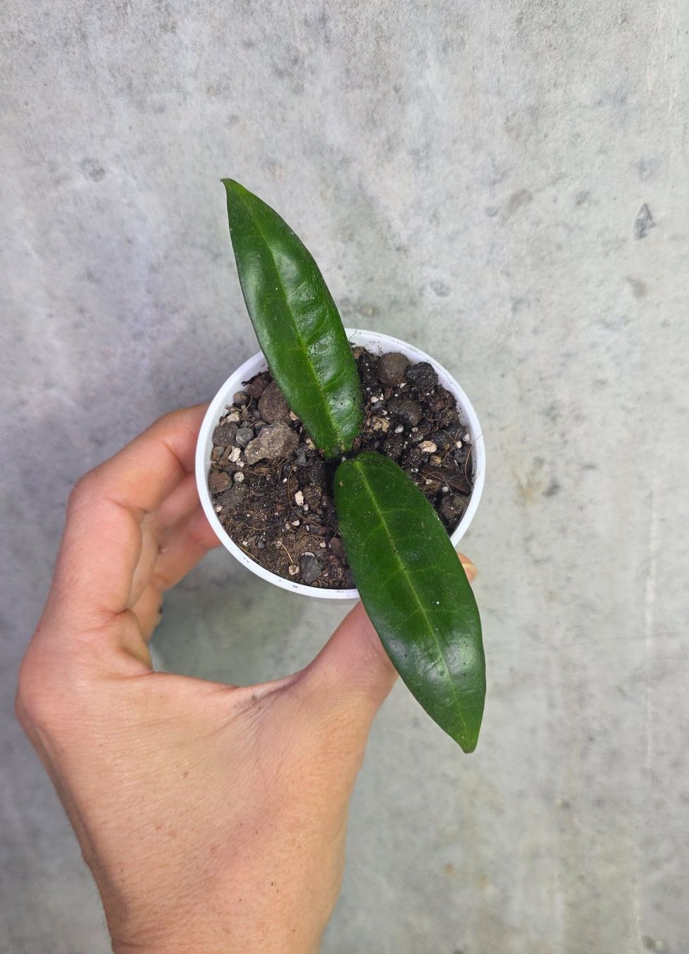 Pflanzen & Samen: Hoya hypolasia – Neu (gemäss Beschreibung) aus St.Erhard von Plumilandschweiz 2