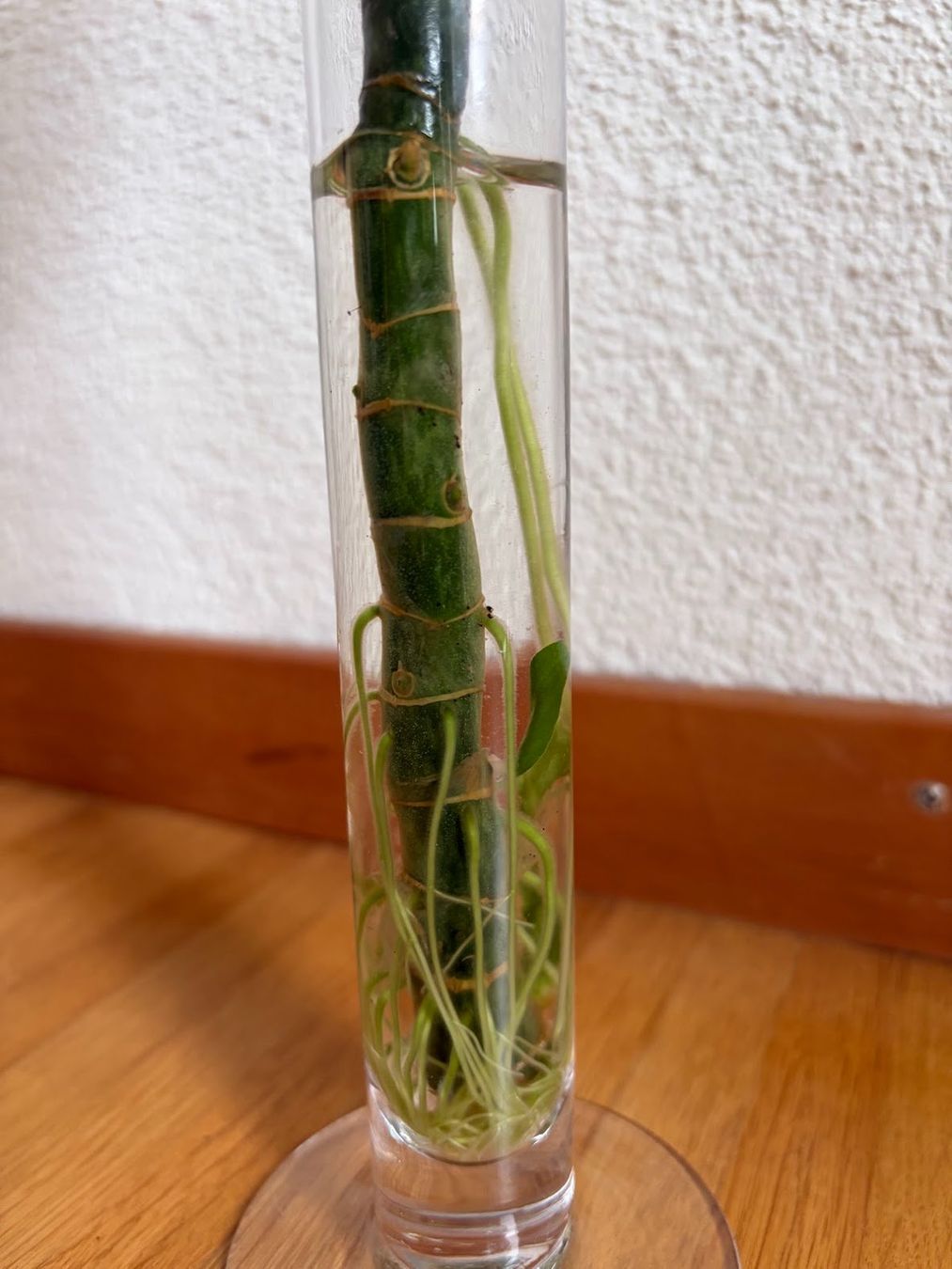 Plantes & graines: Diffenbachia – D'occasion à Baar par annasorbian 4