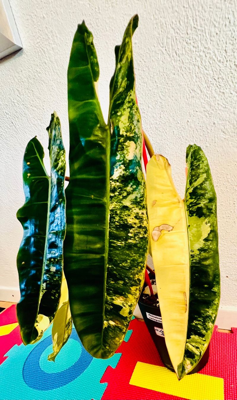 Pflanzen & Samen: Philodendron Billietiae variegated – Gebraucht aus Zofingen von Erfolg1957 2