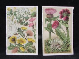 3 Natur/Pflanzen Lithos.1904