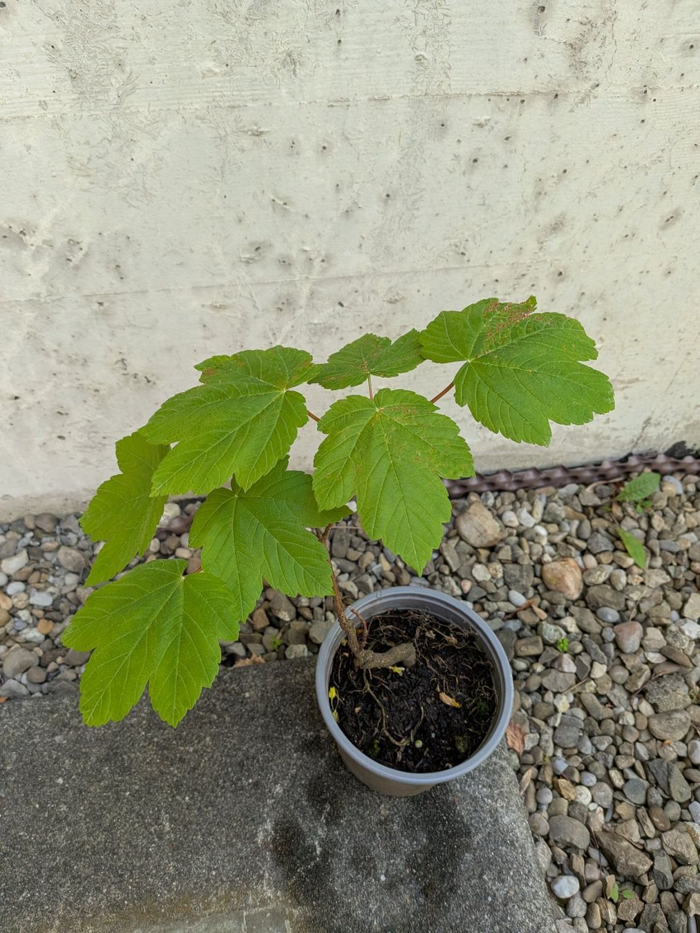 Piante & sementi: Bonsai Rohmaterial ab CHF 5: Bergahorn – Usato da Bern venduto da Hydrom