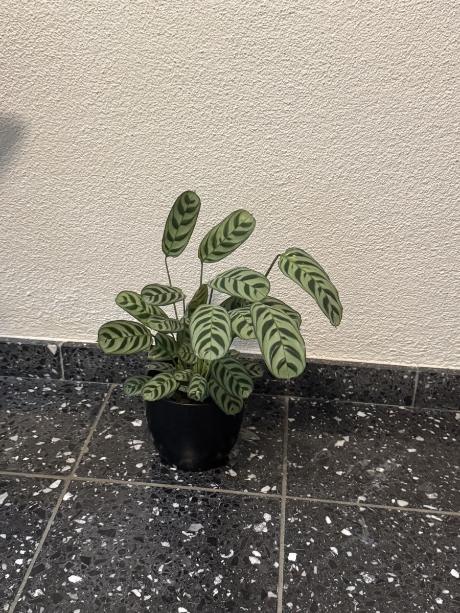 Pflanzen & Samen: Zimmerpflanze Calathea  – Gebraucht aus Zürich von Naniiin