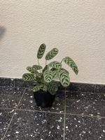 Zimmerpflanze Calathea 
