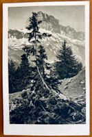 Braunwald - Mittelstaffel - AK