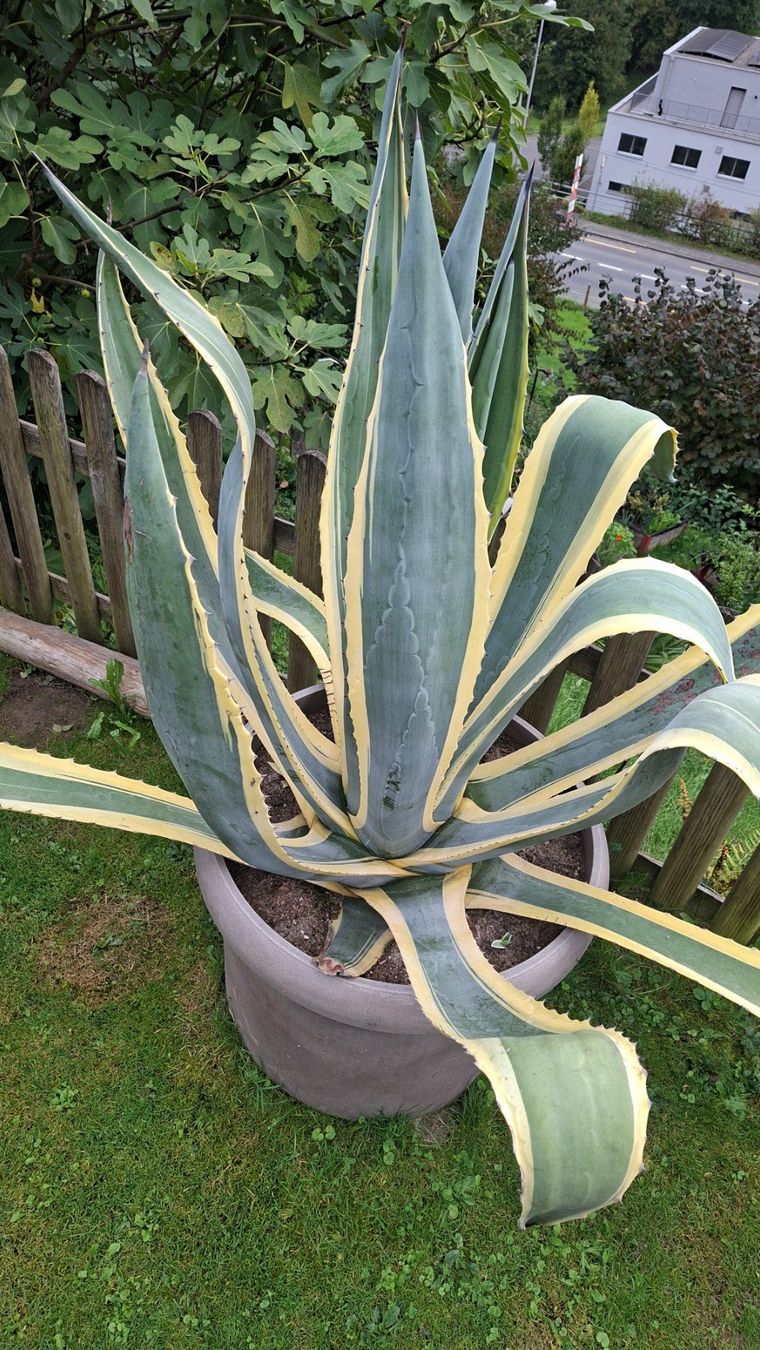 Plantes & graines: Agave – D'occasion à Adligenswil par Hoschi750 1