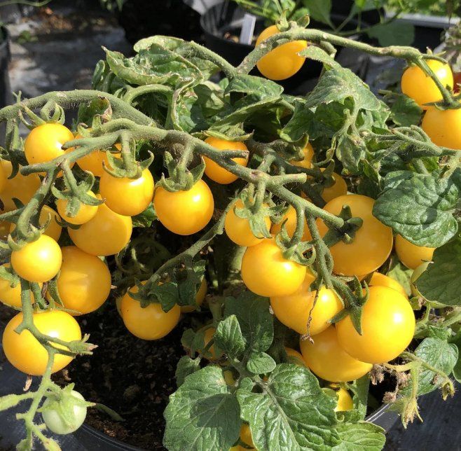 Piante & sementi: TOPF -Cocktail TOMATE Aztek /Gelb / 5 Samen – Nuovo (secondo la descrizione) da Hinteregg venduto da ERFOLG78 3