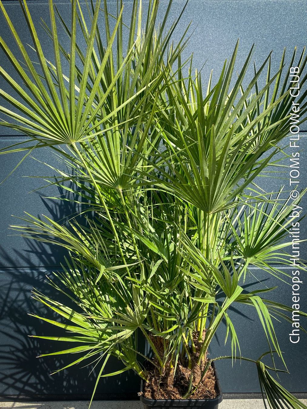 Piante & sementi: Chamaerops Humilis - fürs Haus oder Garten - robuste Palme – Nuovo e nell'imballaggio originale da Adliswil venduto da astom369 5