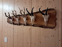 5 Böcke schön aufgemacht auf Brett