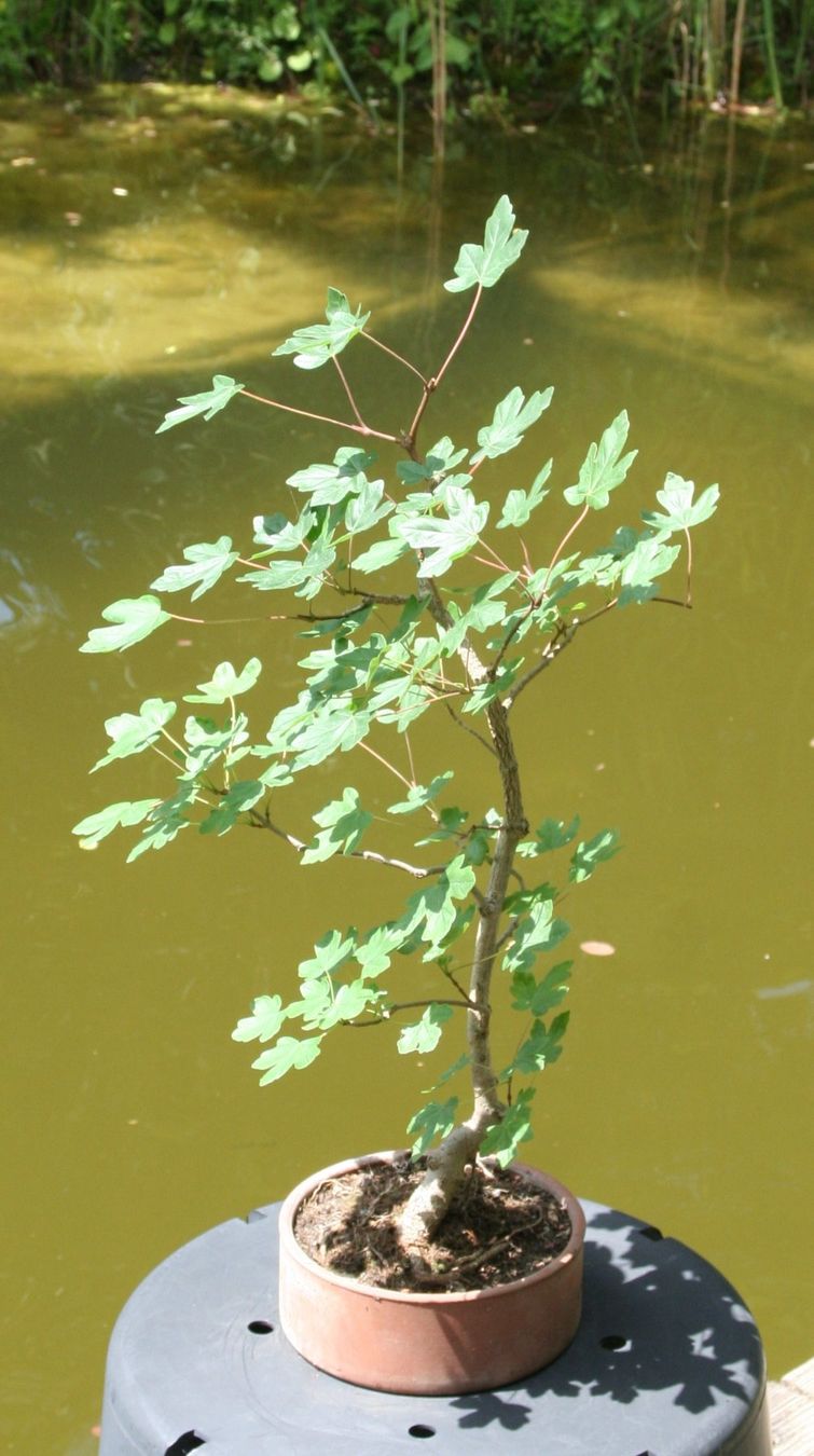 Piante & sementi: BONSAI  -  Feldahorn – Usato da Gretzenbach venduto da Sikim 2