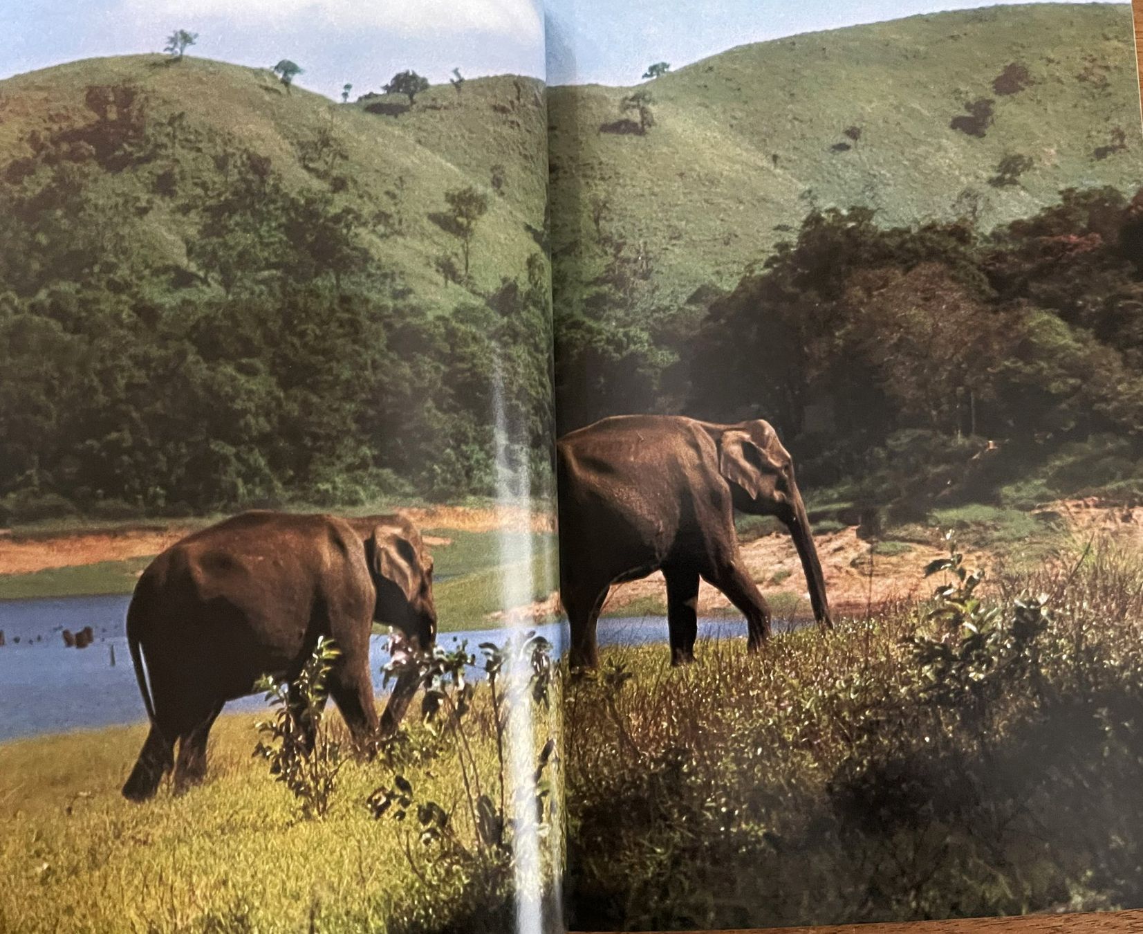 Bücher: Silva Verlag, Zoo Indien, 1976 – Gebraucht aus Oftringen von Vucki 4