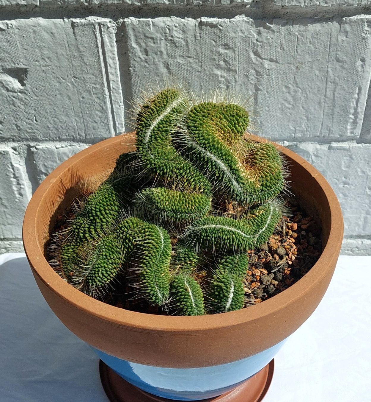 Luxus Terrakotta Topf Mit Untersetzer Bilder