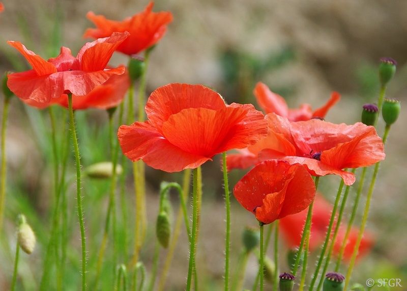 Pflanzen & Samen: 1000 Samen KLATSCHMOHN – Neu (gemäss Beschreibung) aus Ehrendingen von VerveinaSamen 6